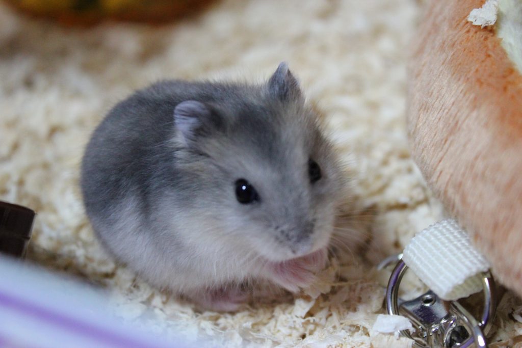 ハムスターの飼い方や種類と特徴!ゴールデン・ジャンガリアンについても!