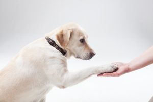 大型犬の特徴　ゴールデンレトリバー