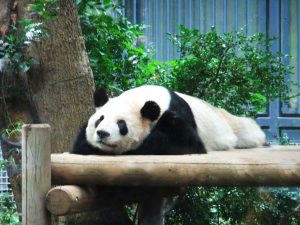 千葉市動物園