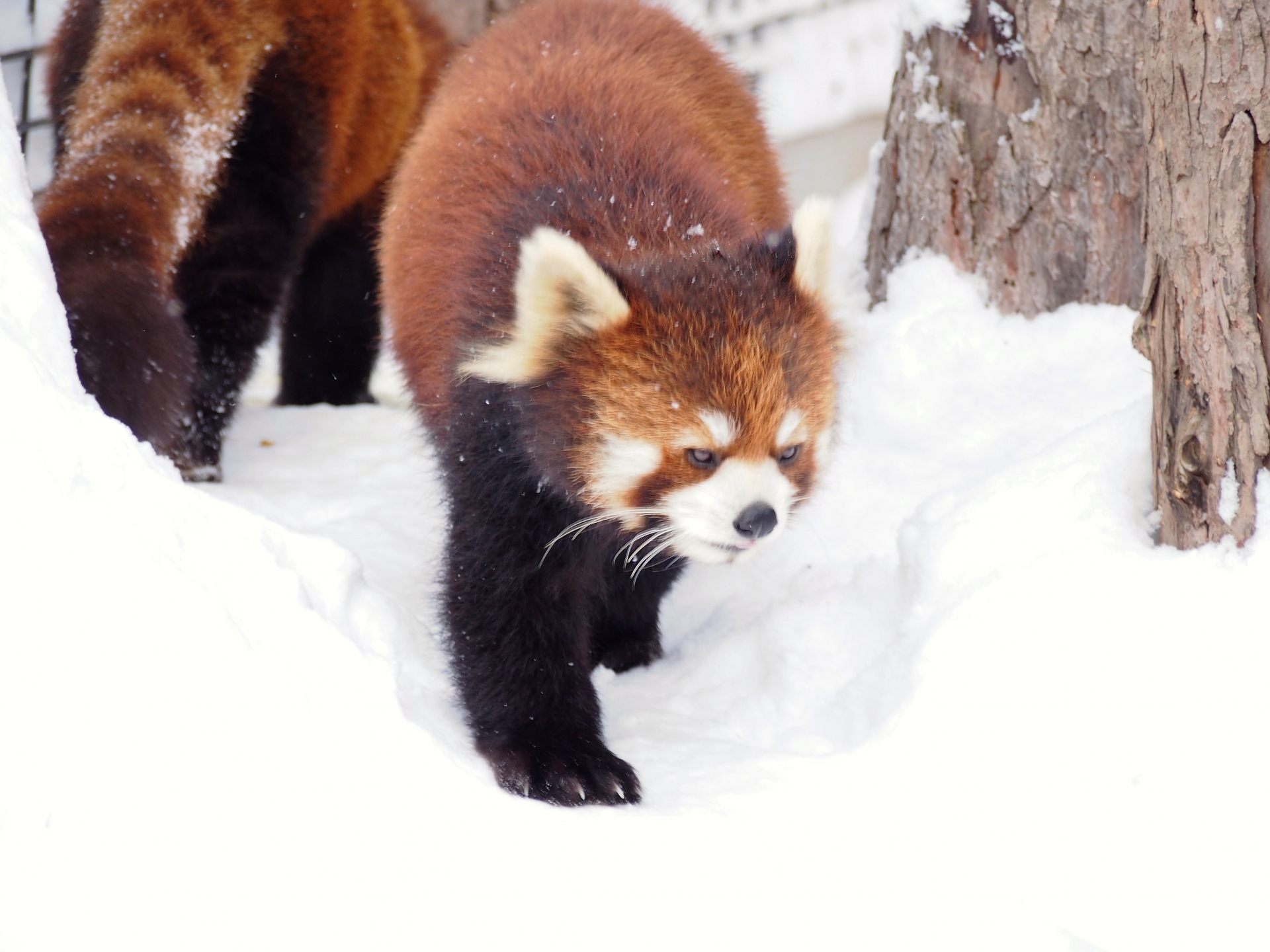 旭山動物園