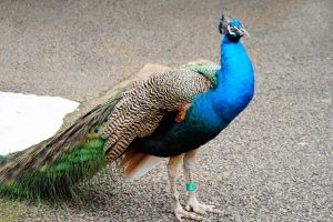 横浜市立野毛山動物園