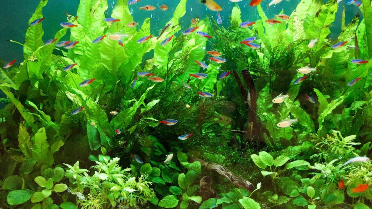 熱帯魚の種類とおすすめの水草について