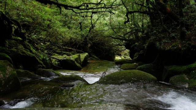 屋久島のおすすめ観光スポット！便利な観光マップやおすすめの服装についても！