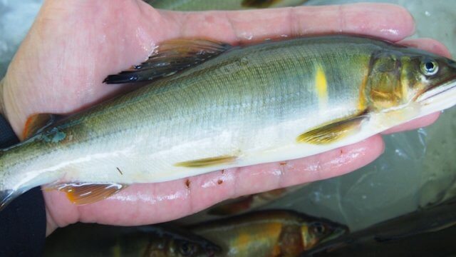 鮎釣りの仕掛けの作り方・鮎の塩焼きの作り方