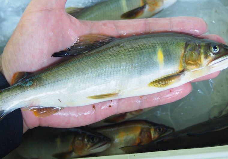 鮎釣りの仕掛けの作り方・鮎の塩焼きの作り方