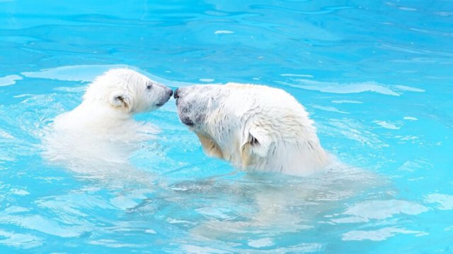 世界の動物園ランキング！敷地面積や珍しい動物などについて