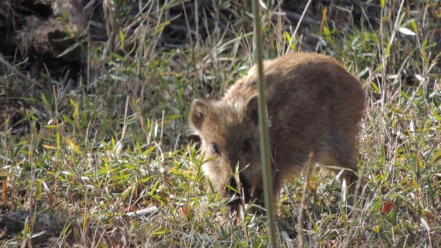 いのしし猟について(罠や柵の対策など)