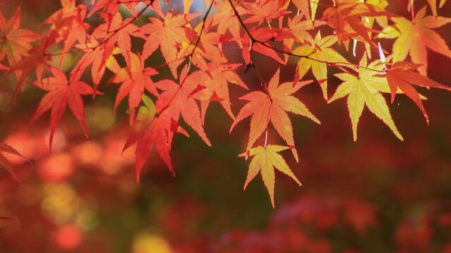 各地の紅葉時期とおすすめの紅葉スポット！(東北・関東・長野・京都・九州など)