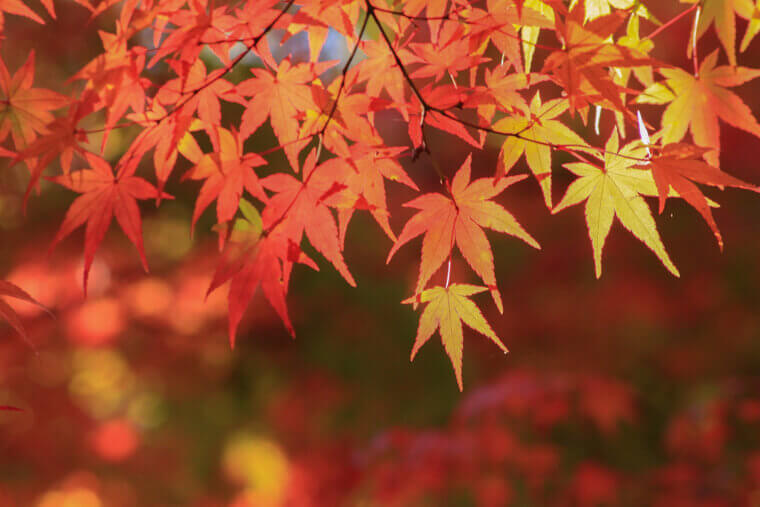 各地の紅葉時期とおすすめの紅葉スポット！(東北・関東・長野・京都・九州など)